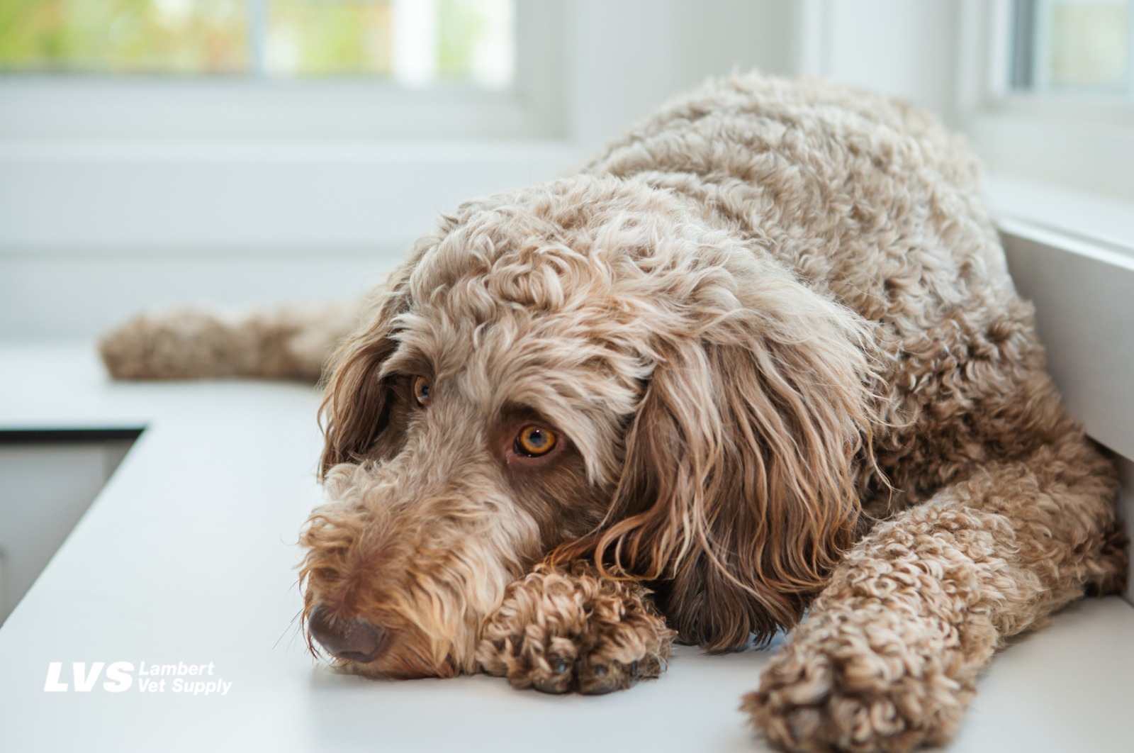 The Common Signs of Pet Pain