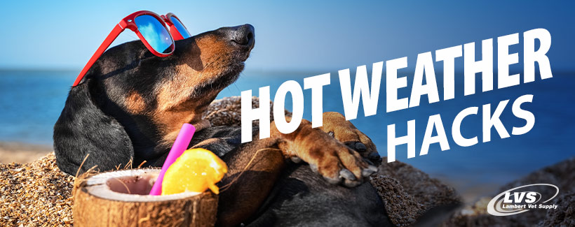 Hot Weather Hacks: Smart Ways to Help Your Pets Stay Cool in Summer Heat