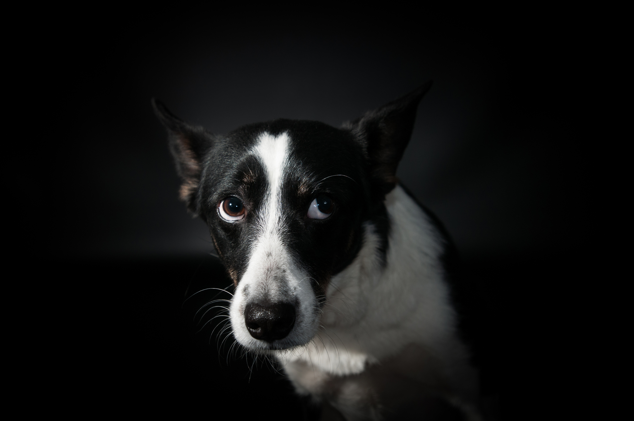 Dog Anxiety Behavior: How to Identify & Manage Canine Stress