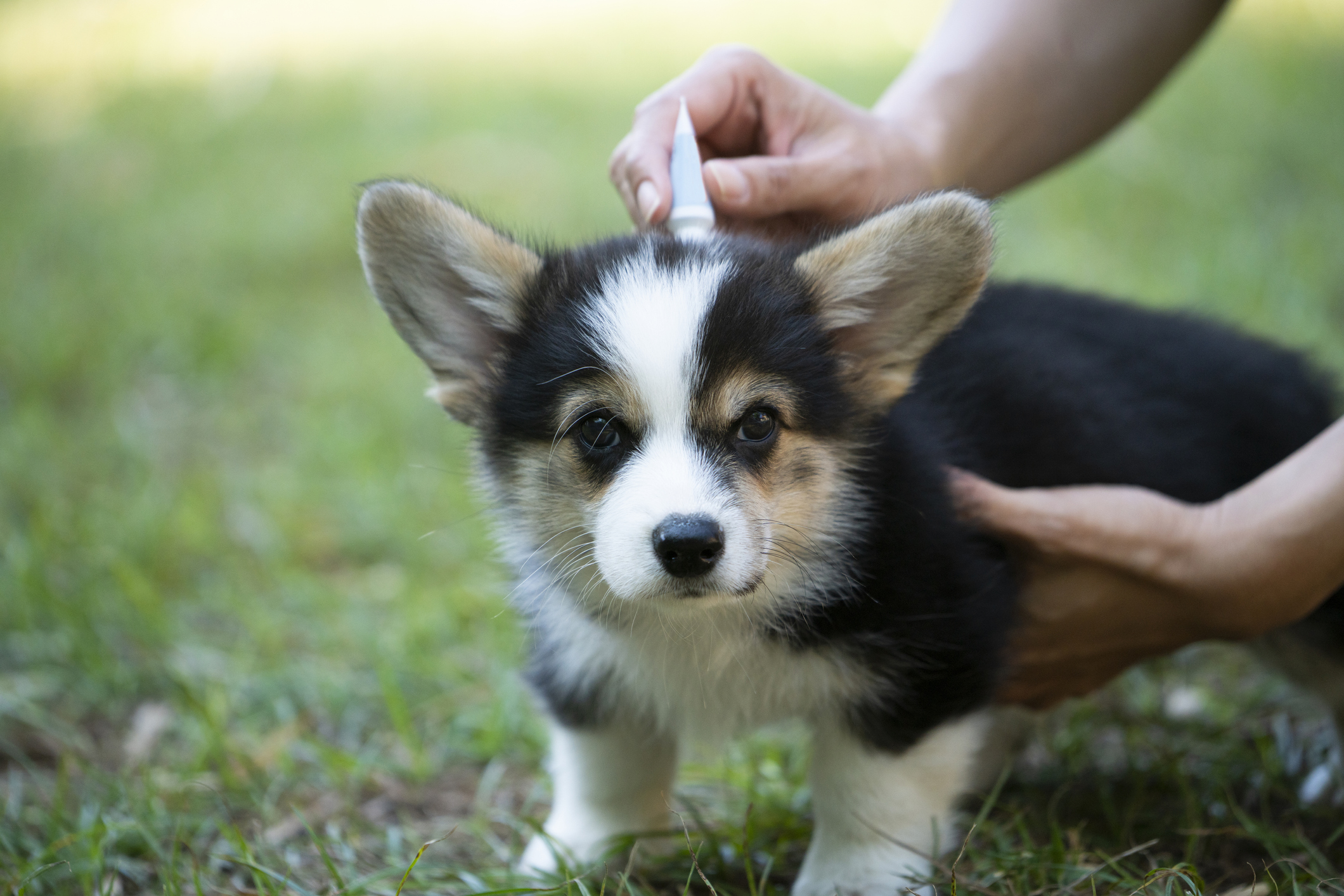 Frontline Flea And Tick Spray: How to Use & Advantages