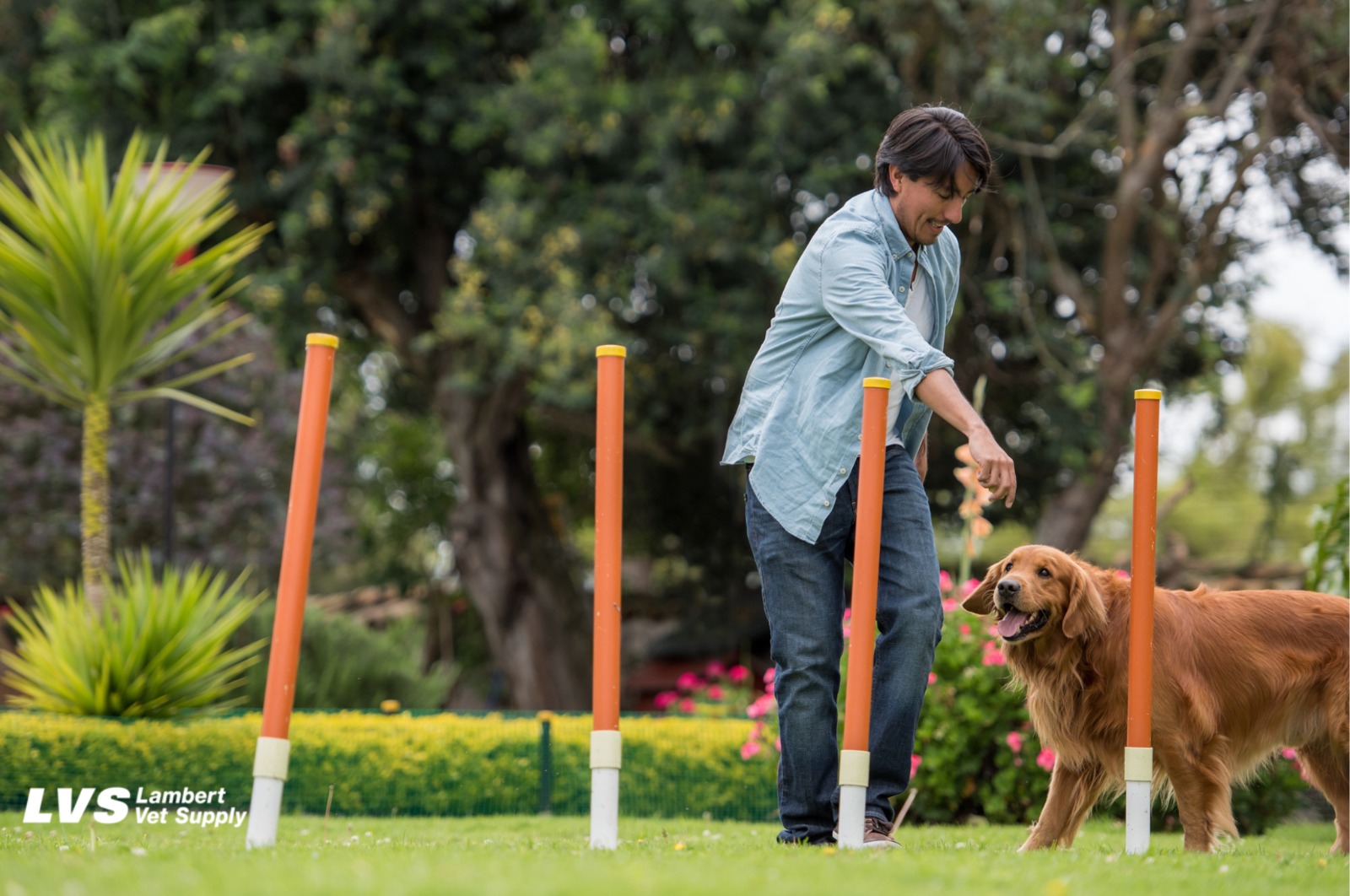 The Role of Consistency in Dog Training: How Small Daily Practices Yield Big Results