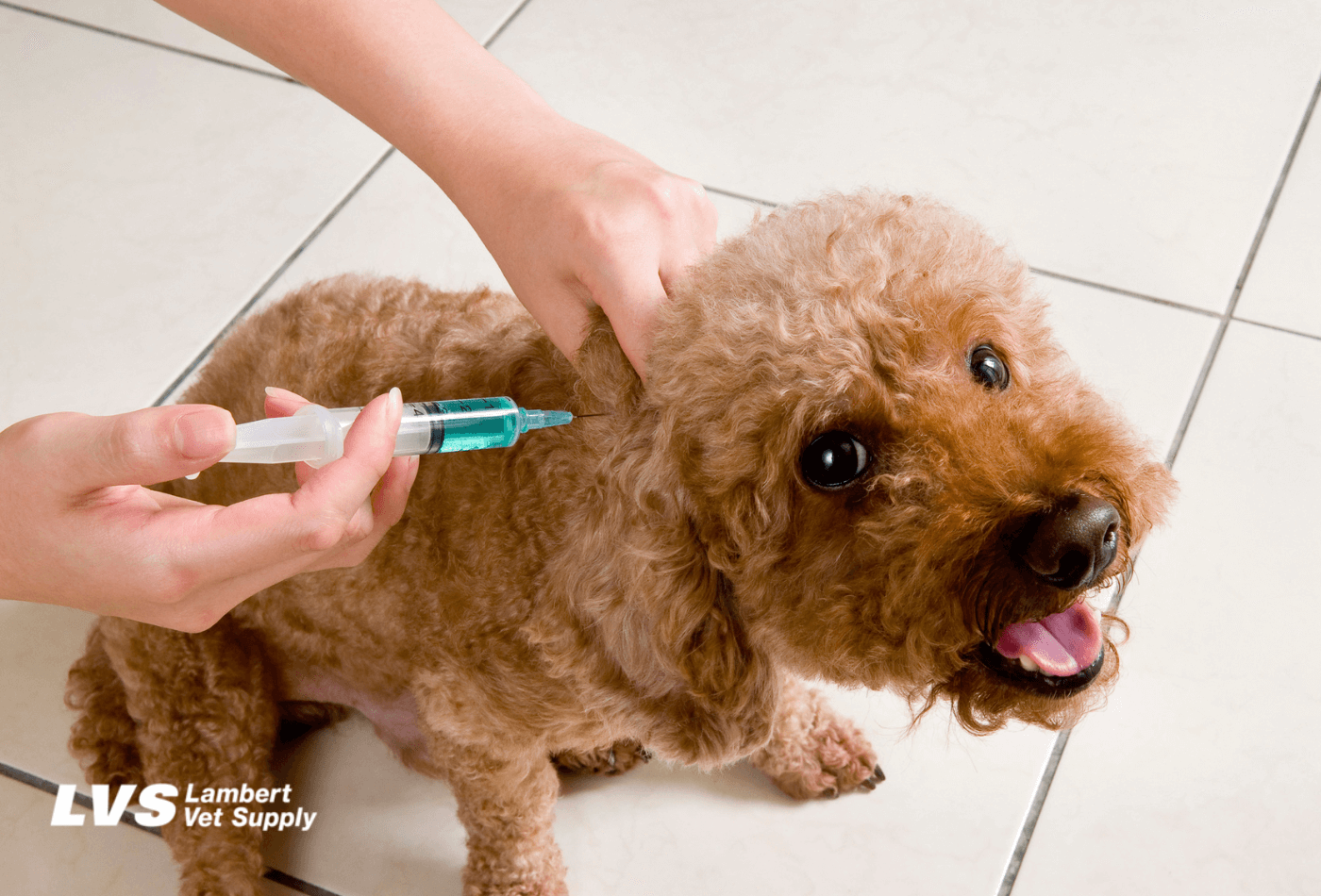 rabies vaccination prescription
